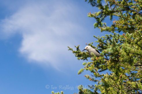 lake louise clarks nutcracker banff