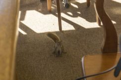 maligne lake red squirrel in cafeteria