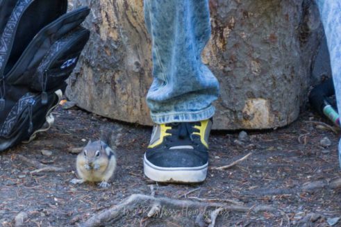 mirror lake chipmunk