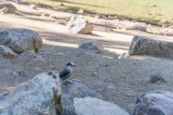 mirror lake grey jay