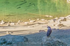 mirror lake pretty grey jay