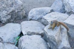 mirror lake red squirrel