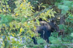 moose in the brush in jasper park