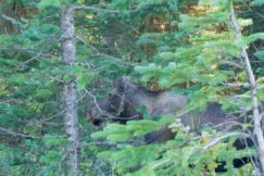 moose up close in jasper lake maligne