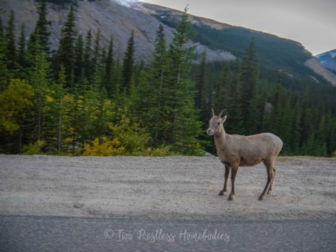 wildlife bighorn sheep ewe in jasper national park