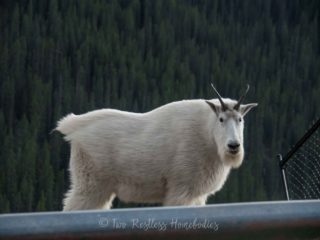 Mountain goat closeup in Jasper National Park