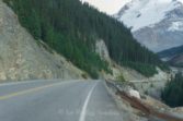 wildlife_mountain goat on the side of the road