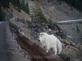 Mountain goats in Jasper National Park