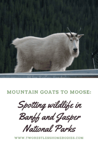 Mountain goats to Moose: Spotting wildlife in Banff and Jasper National Parks