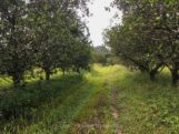 Path through orange grove to the river for cave tubing with Caves Branch