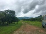 Road through the orange grove on our way to cave tube with Caves Branch in Belize