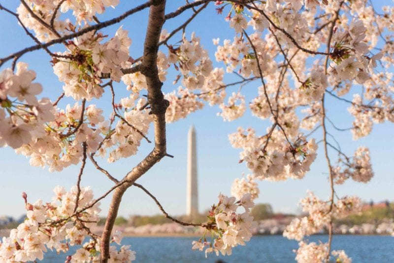 closeup cherry blossoms with background washington monument