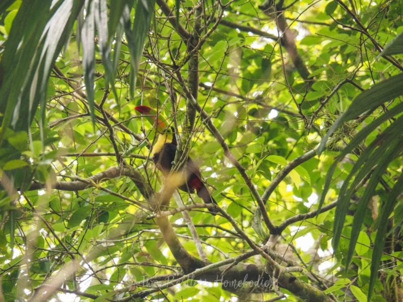 Tikal Keel-billed toucan closeup