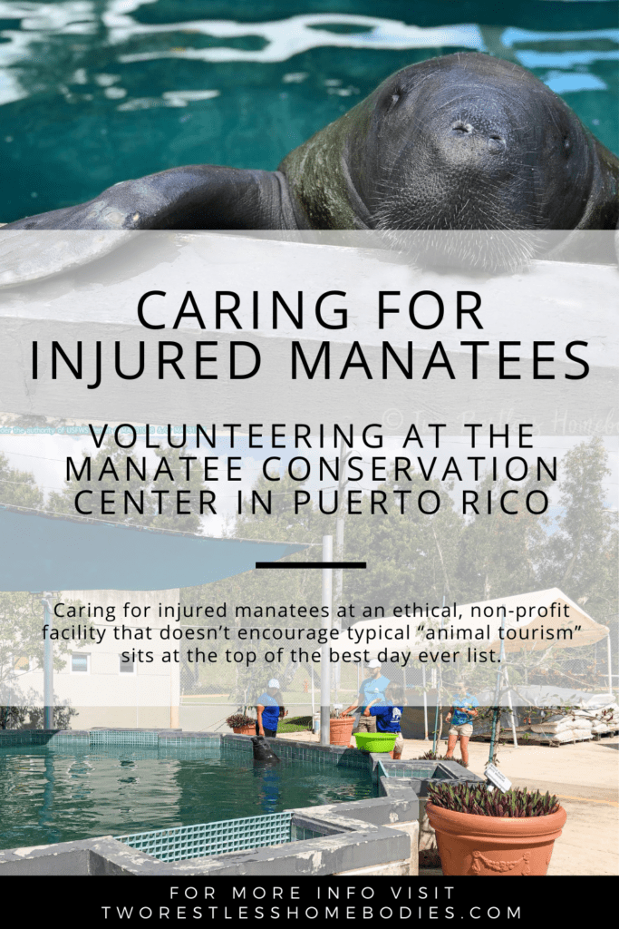Pinterest graphic for Caring for injured manatees in Puerto Rico_Two Restless Homebodies