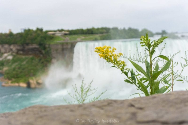 Niagara Falls yellow flower and horseshoe falls