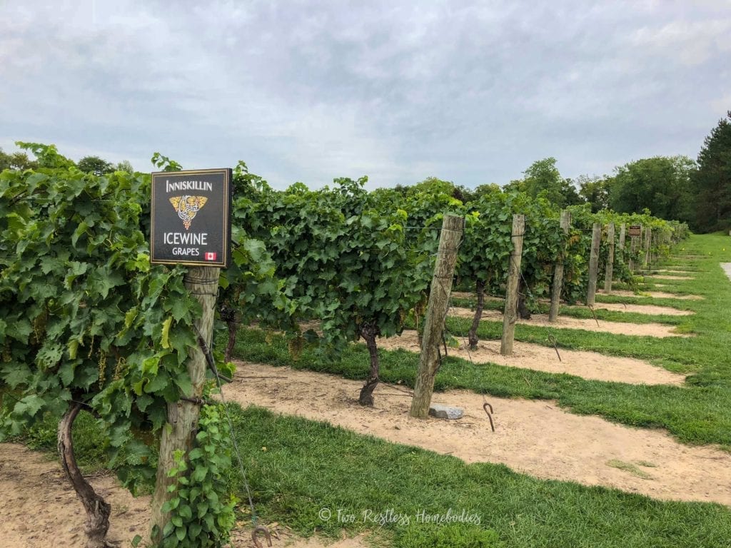 Niagara-Winery-inniskillin-icewine-grape-vineyard