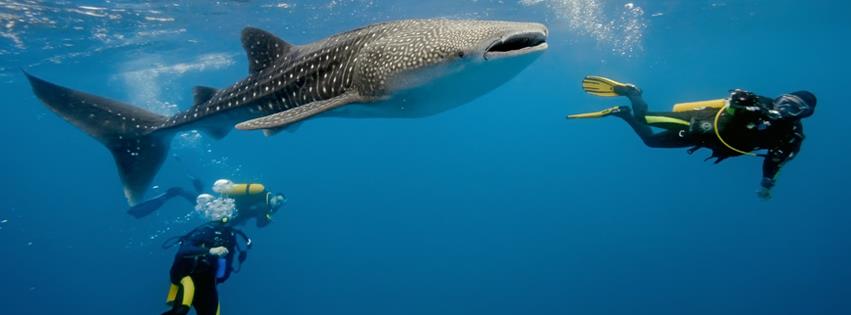 Seahorse Dive Shop whale shark and divers