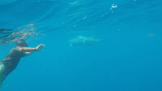 Swimming dolphins near the surface in Belize